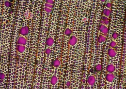 显微镜下的细胞图片