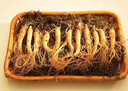 中药药材大全图片