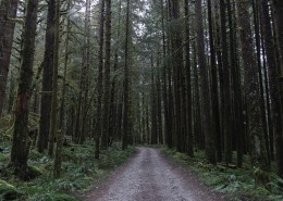 幽静的林间小路图片