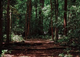生长茂盛的森林图片