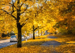 秋天的树林图片