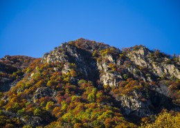 漫山遍野的金色秋景图片