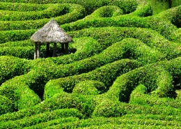 风景优美的茶园图片