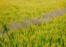 丰收的稻田图片大全