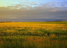 宁静的田野图片