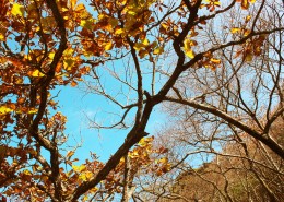 唯美的秋叶风景图片大全