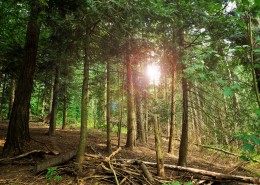 茂密的森林图片大全