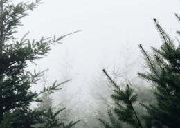 雾天的森林图片