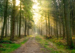 静谧的林间小路图片