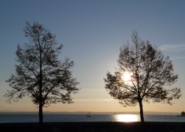 傍晚唯美的树图片