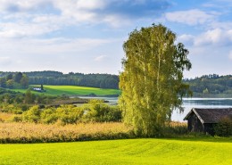 绿油油的自然风景图片大全