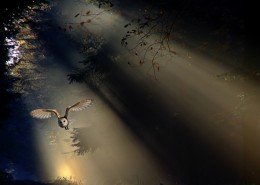 阳光穿过树缝唯美风景图片