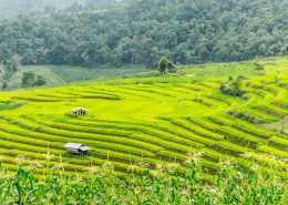 壮观的梯田风景图片