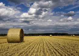 秋收的麦田风景图片