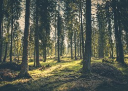 茂密的森林图片