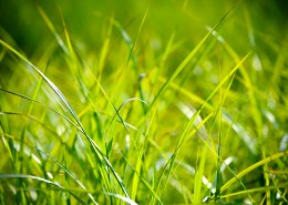 绿油油的草丛图片