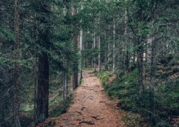 森林里幽静的小路图片