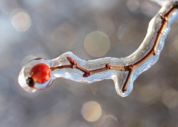 结冰的树枝图片