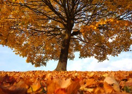 一棵孤零零的树图片