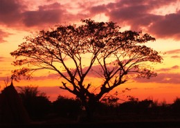 夕阳映照下的一棵树图片