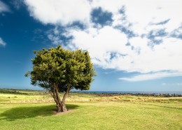 一棵独自生长的树图片大全