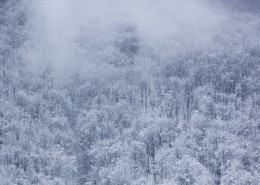 银装素裹的冬季图片