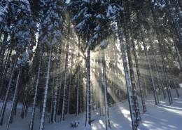 太阳光穿过树林图片