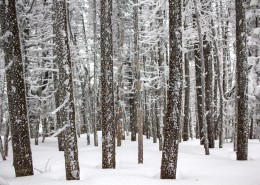 冬季白雪覆盖的树林图片