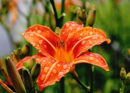 清晨的露水图片