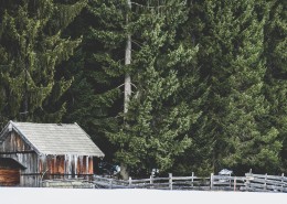 美丽的树林图片