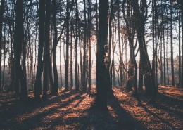 清晨的树林图片