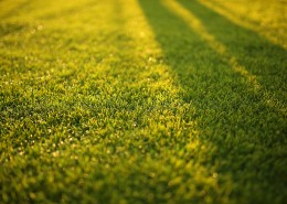 青青草地图片大全