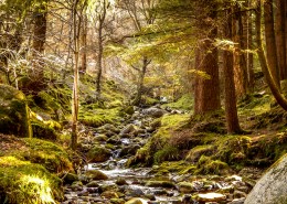 森林小溪山间流水图片