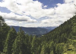 针叶树森林图片