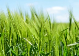 绿油油的麦田图片