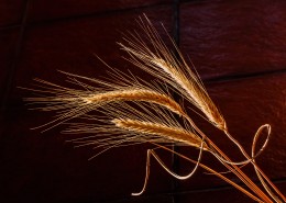 金黄的麦穗图片