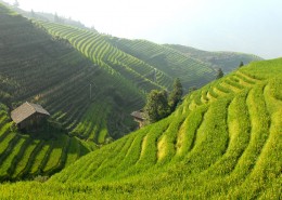 壮观美丽的梯田图片