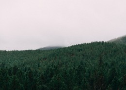 一片茂盛的森林图片