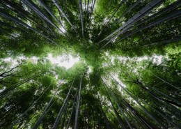 高耸的竹子图片大全