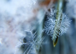 皎洁的雪花图片