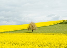 金灿灿的油菜花田图片