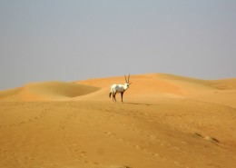 辽阔无边的沙漠图片