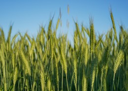 绿色的麦田图片