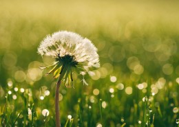好看的蒲公英图片大全