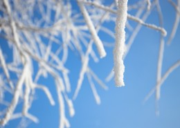 冬日冰冷的雾凇图片