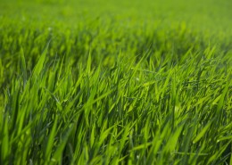 夏季绿色的草地图片