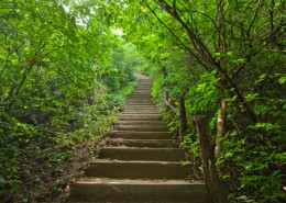 林中小路景色图片