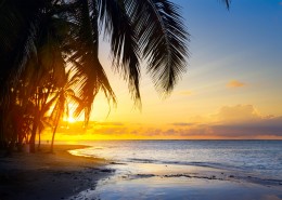 海滩椰树风景图片