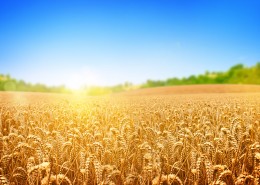 美丽的花海稻田图片