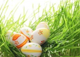 绿色草地和鸡蛋图片